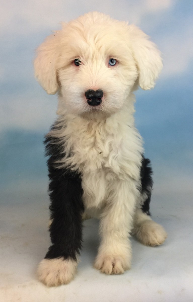 Old English Sheepdog Puppies For Sale Canton, OH 179654