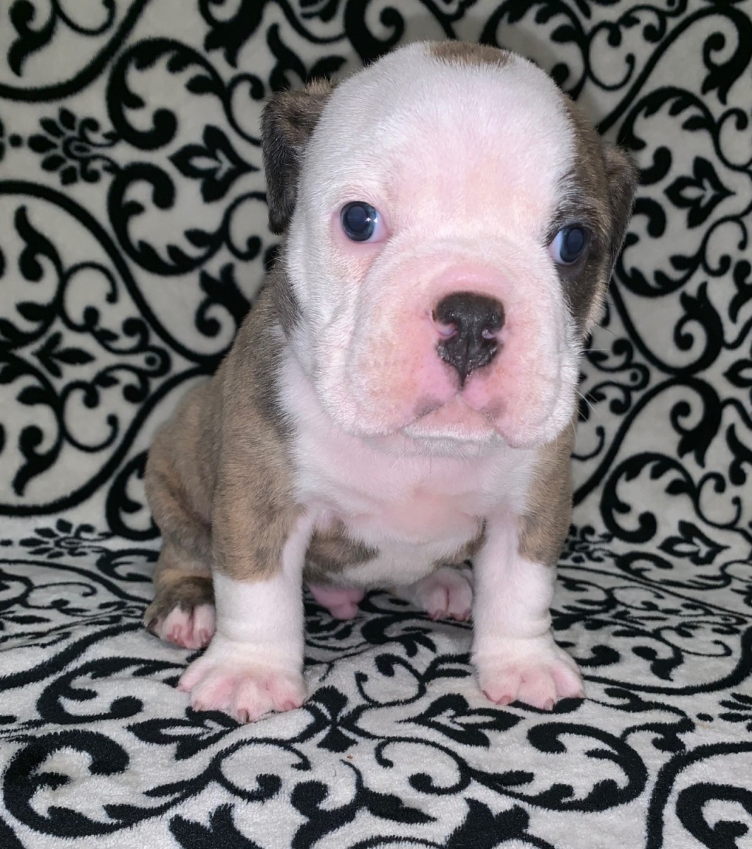 Olde English Bulldogge Puppies For Sale Bay City, TX 304520