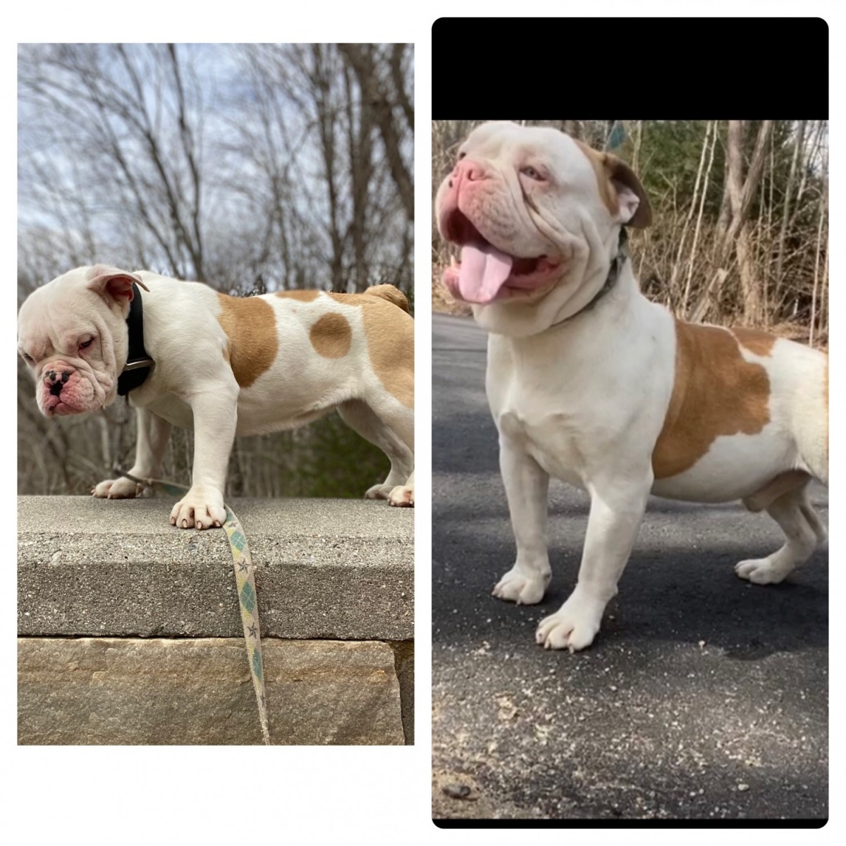 Olde English Bulldogge For Sale in Connecticut (6)