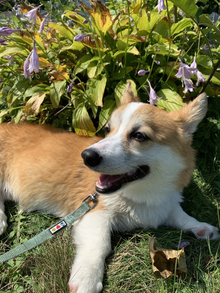 42 Best Pictures Corgi Puppies Rochester Mn - Lizzie - Welsh Corgi (Pembroke) Puppy for Sale in ...