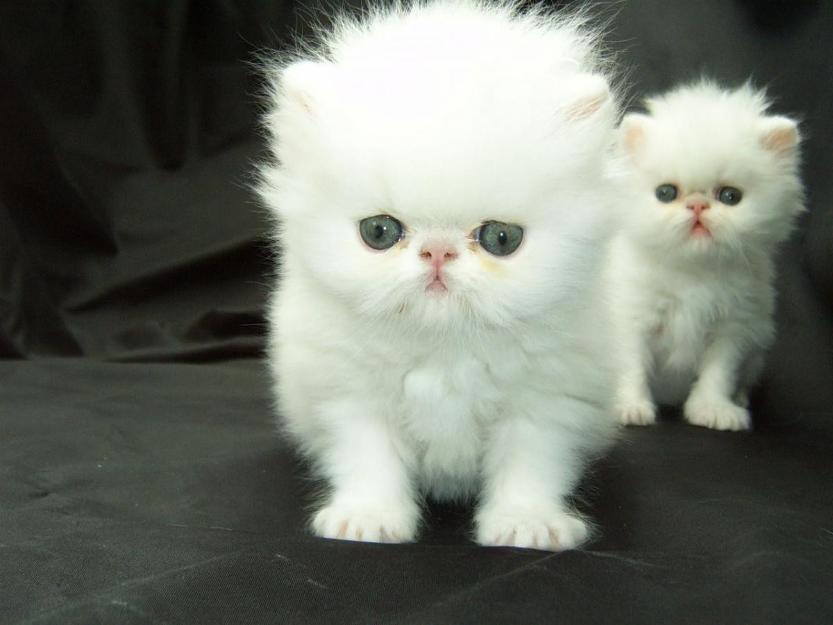 REG persian kittens availlable for sale wisconsin, green bay. 