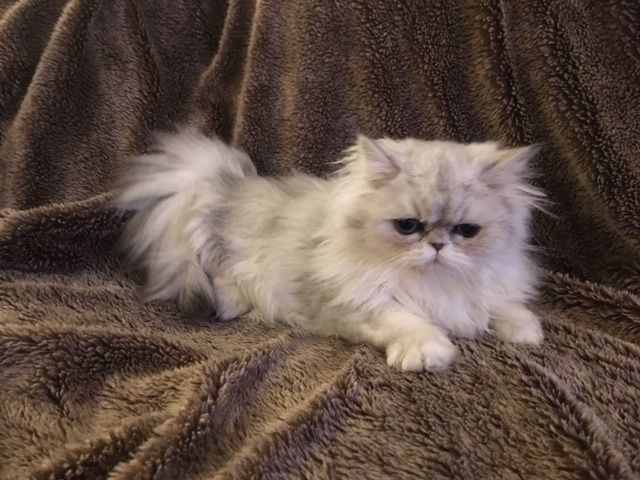 Persian Cats For Sale Lexington Ky 317233 Petzlover