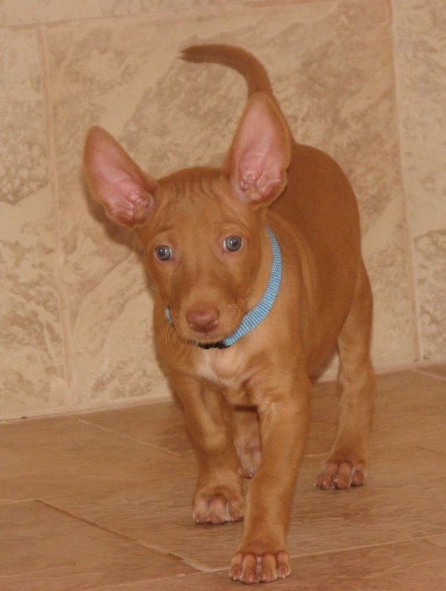 Pharaoh Hound Puppies For Sale | New York, NY #214604