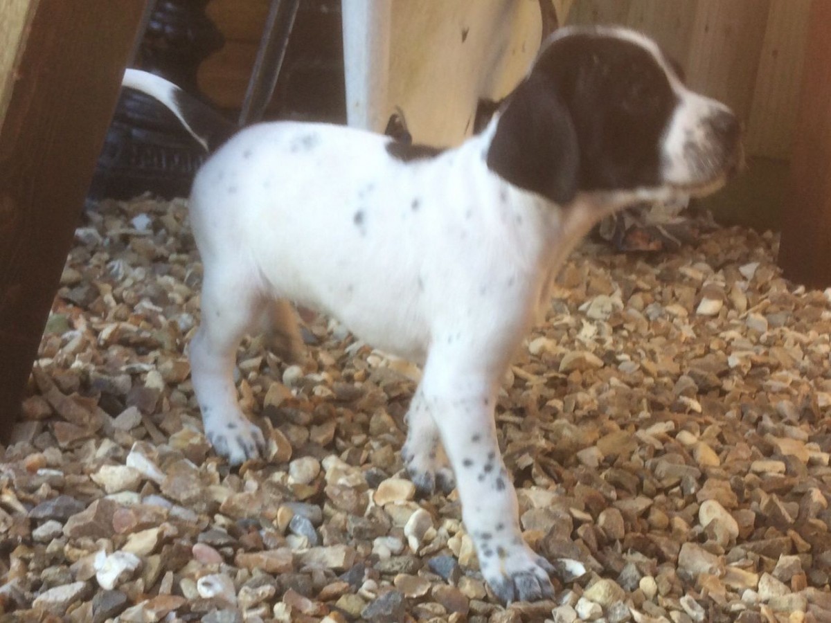 Podenco Andaluz Puppies For Sale Maryland City, MD 171123