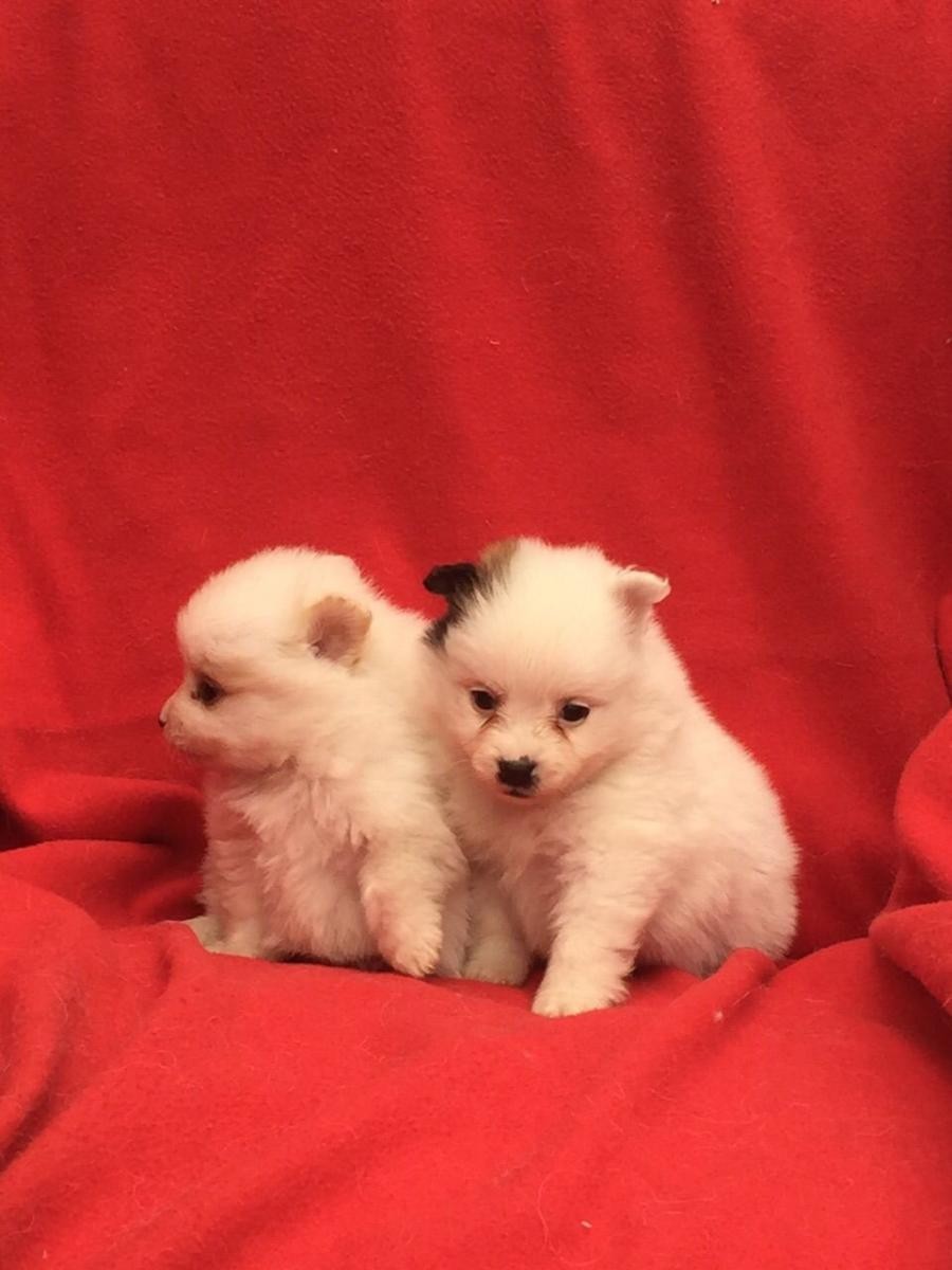 Pomeranian Puppies For Sale Pittsburgh, PA 101709