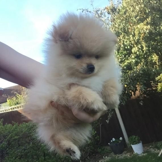 "Pomeranian" Puppies For Sale | Portland, OR #134819