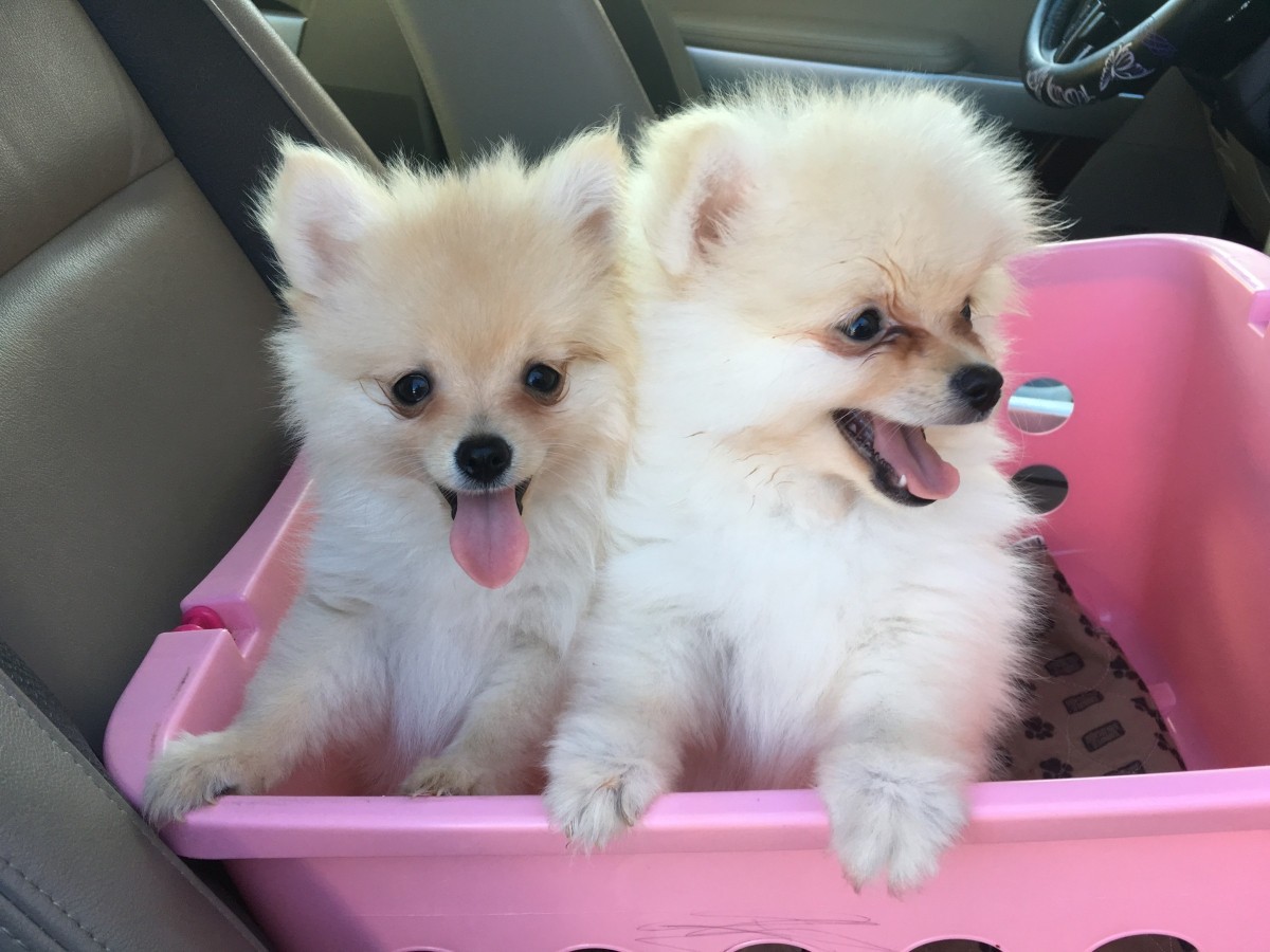 Pomeranian Puppies For Sale Houston, TX 162687