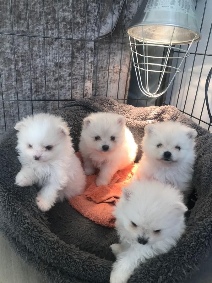 Pomeranian Puppies For Sale | San Jose, CA #262596