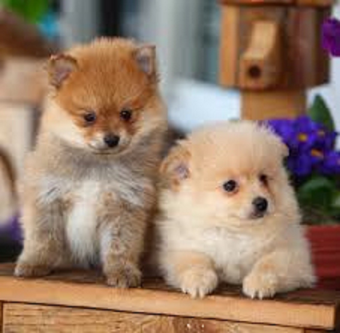 Pomeranian Puppies For Sale | Colorado Springs, CO #300576