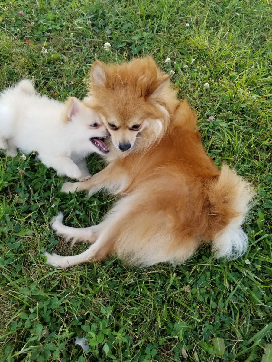 Pomeranian Puppies For Sale Detroit, MI 302919