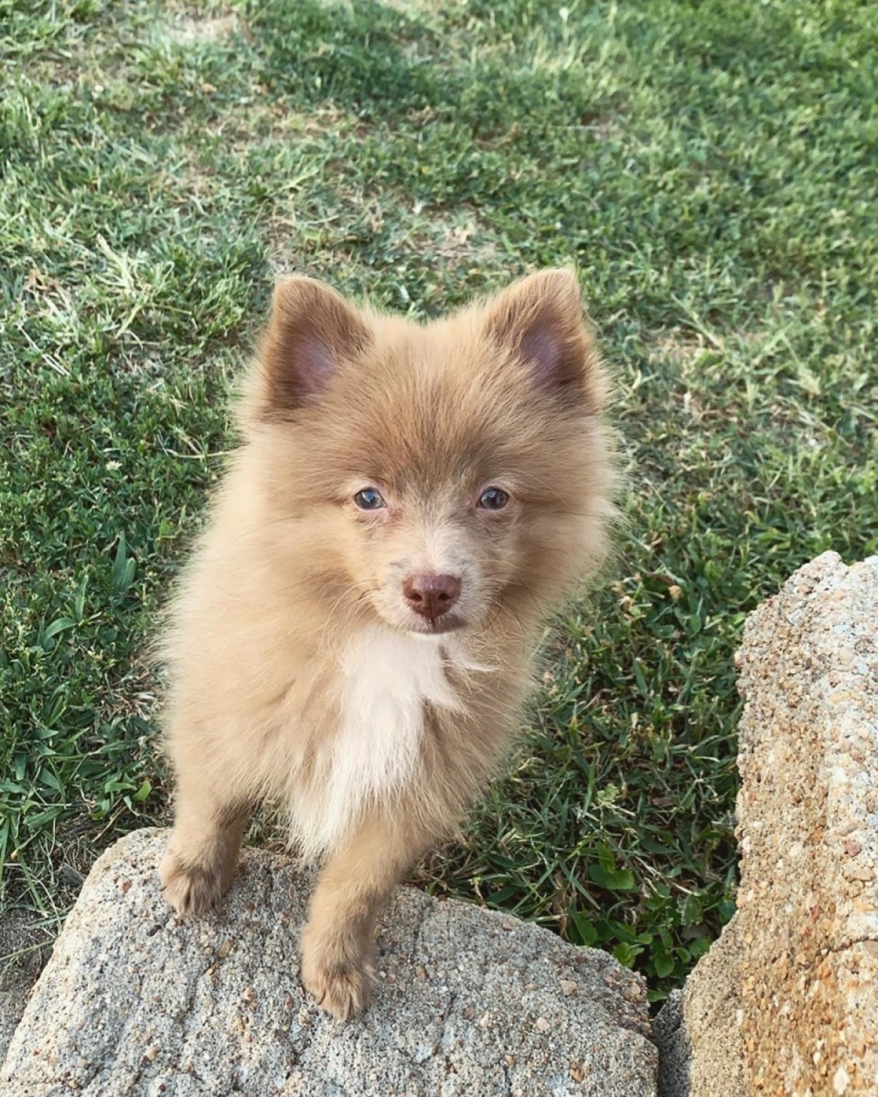 Pomeranian Puppies For Sale  Wichita KS 307289