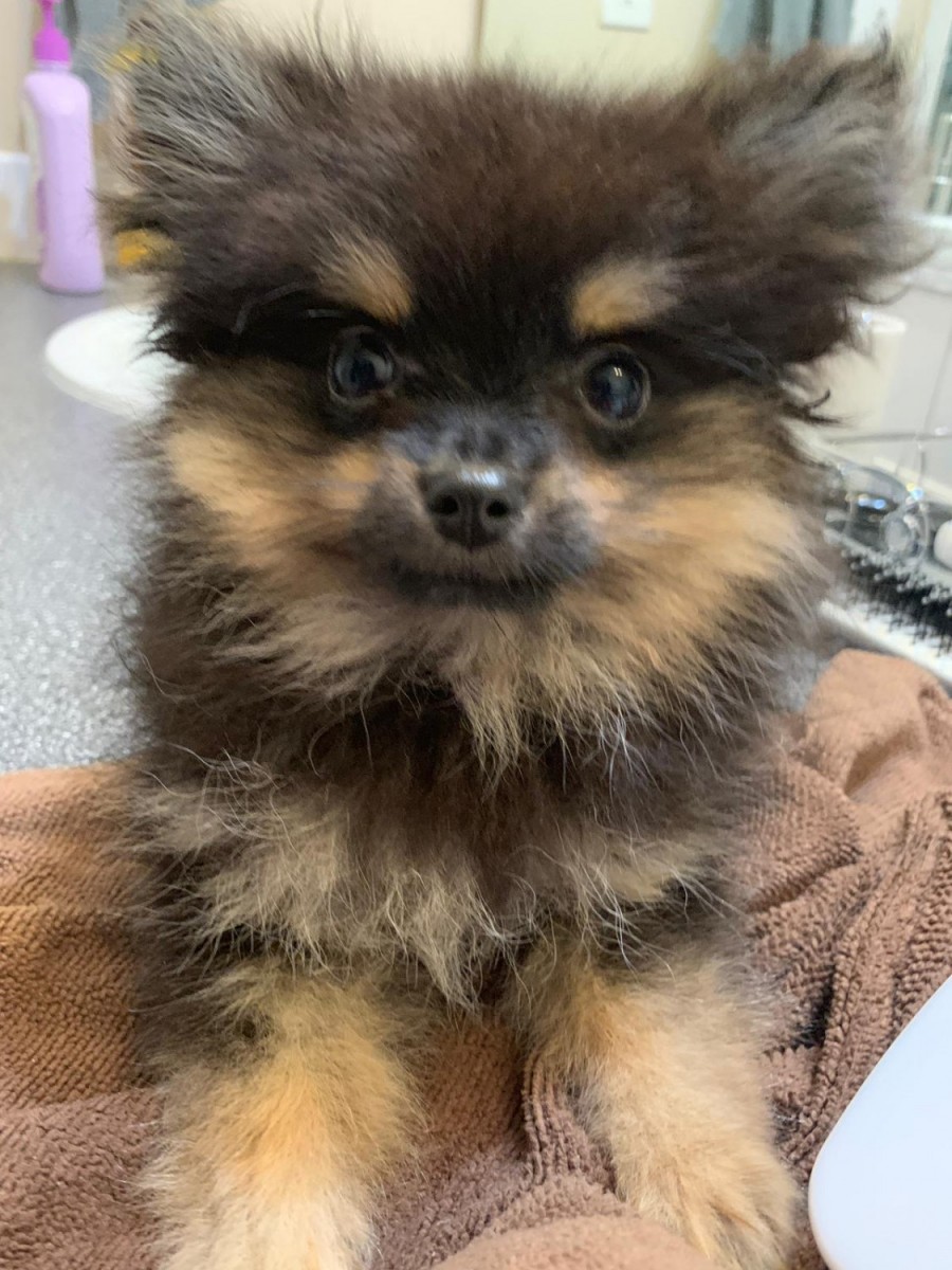 Pomeranian Puppies For Sale Vancouver, WA 312033