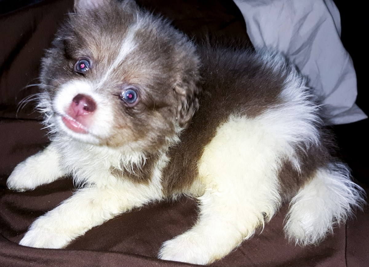 "Pomsky" Puppies for sale in Cumberland County, nc from t...