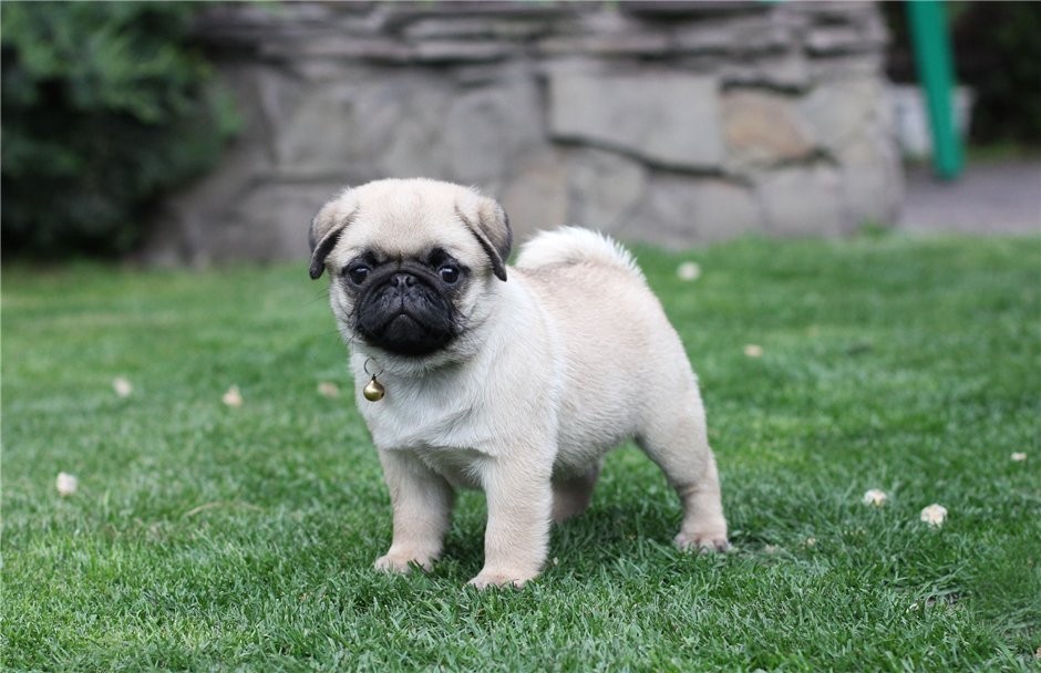 Pug Puppies available for sale in Seaside Heights, nj from top breeders and...