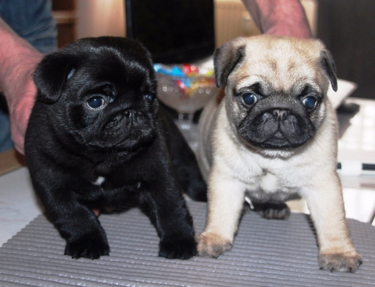 Pug Puppies For Sale | Charlotte, NC #242006 | Petzlover