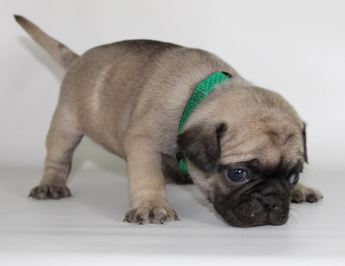 Pug Puppies For Sale | Omaha, NE #256293 | Petzlover