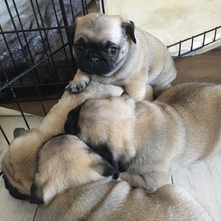 Pug puppy for sale | Poland | Pets4Homes