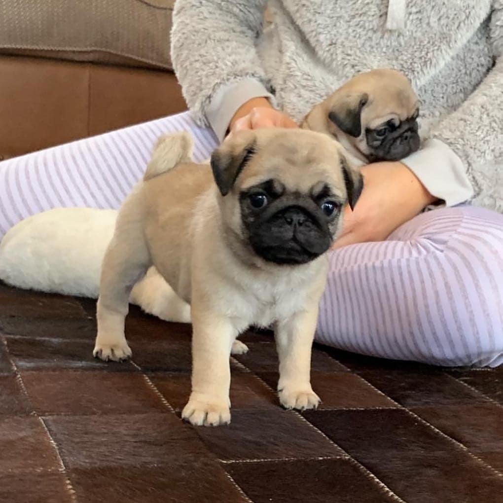 Pug Puppies available for sale in Hampden County, ma from top breeders and ...