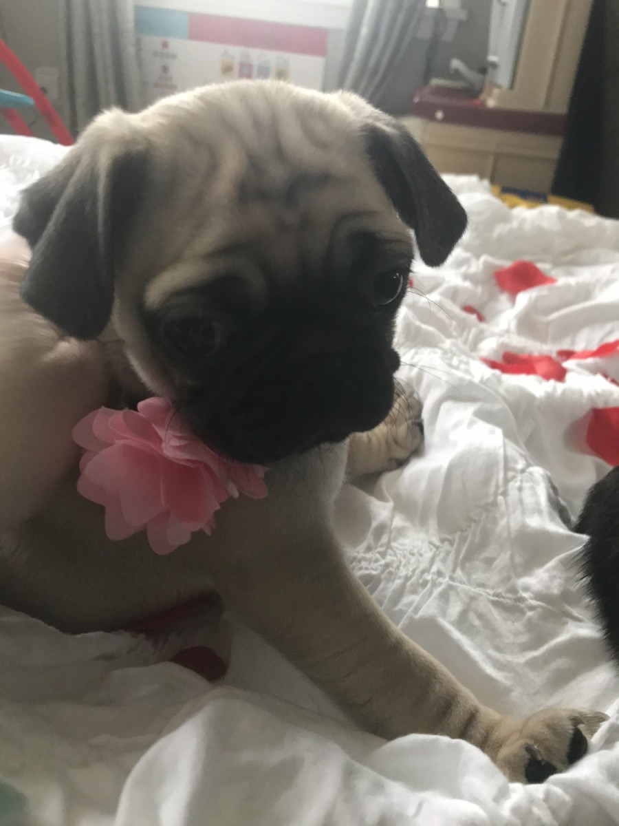 Pug Puppies For Sale | Rochester, NY #321168 | Petzlover