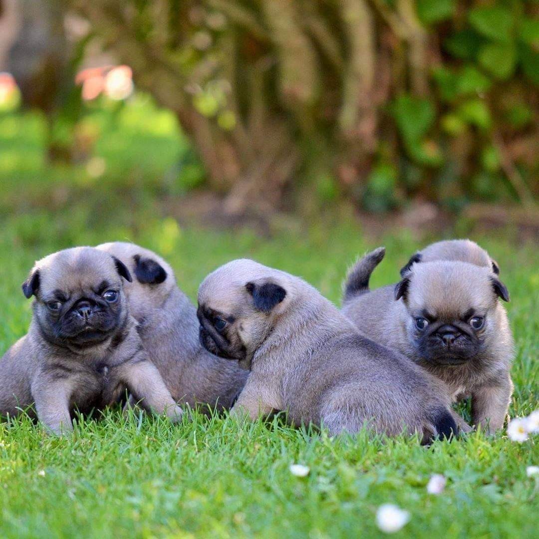 Pug Puppies available for sale in Fort Payne, al from top breeders and in.....