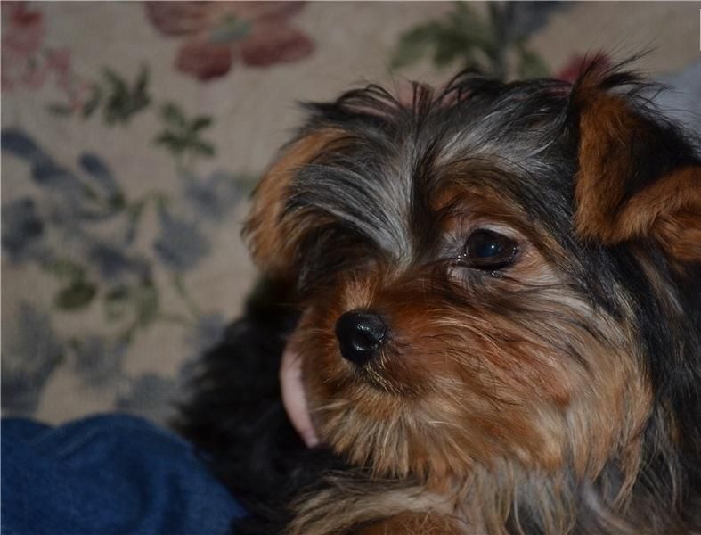 YorkiePoo Puppies For Sale | St. Louis, MO #131049