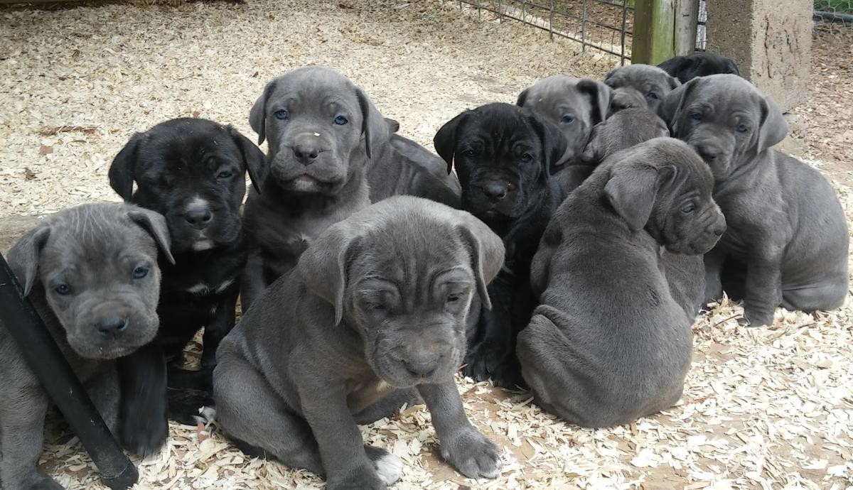 Cane Corso Puppies For Sale Tampa, FL 136342 Petzlover