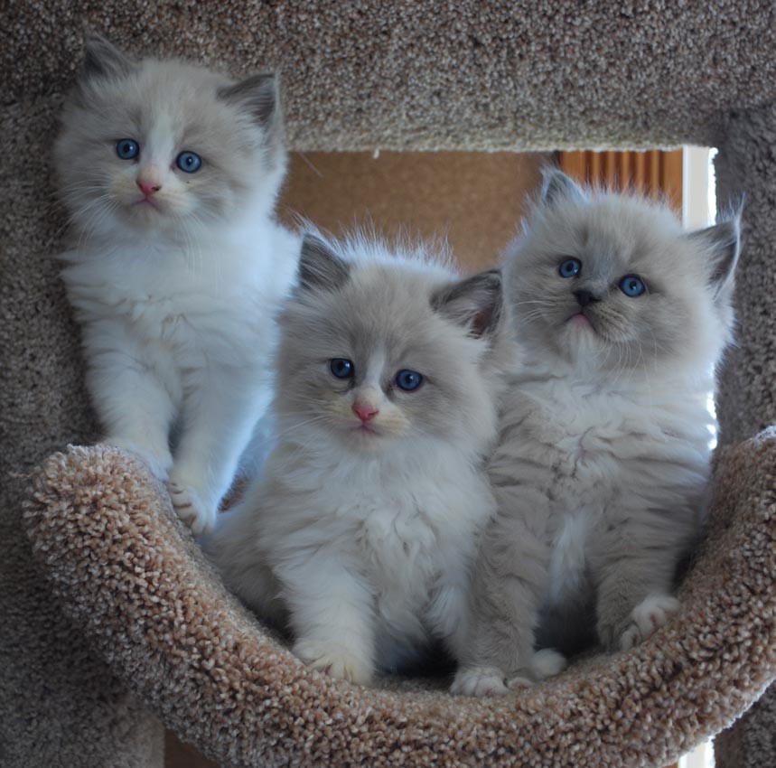 Ragdoll Cats For Sale | Fort Worth, TX #252989 | Petzlover