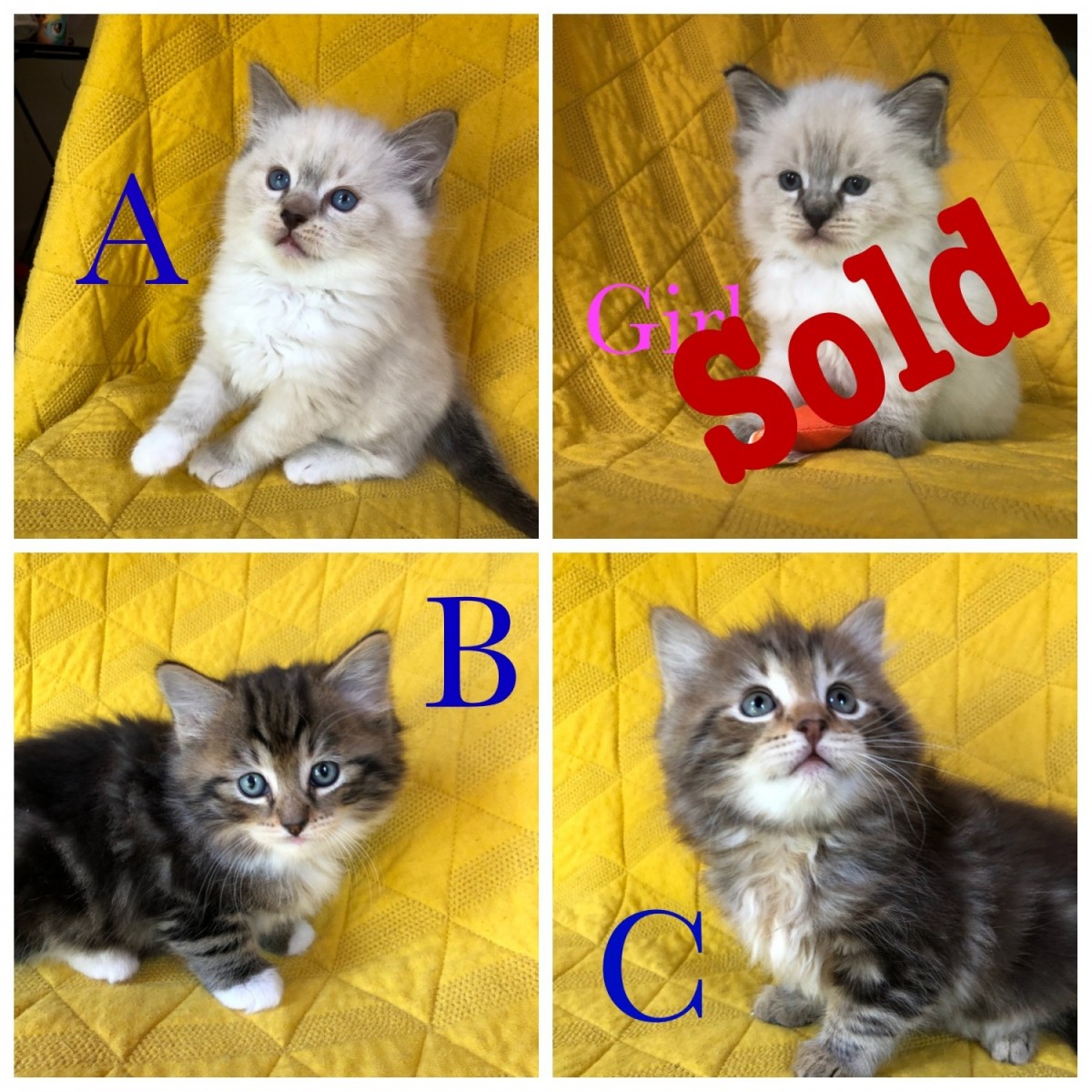 Ragdoll Cats for sale near Greenville, SC 29607 within 100 ...