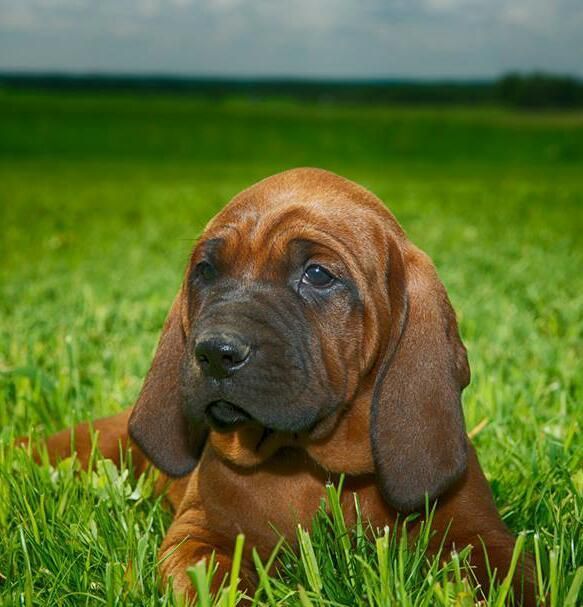Redbone Coonhound Puppies For Sale | Oklahoma City, OK #76359