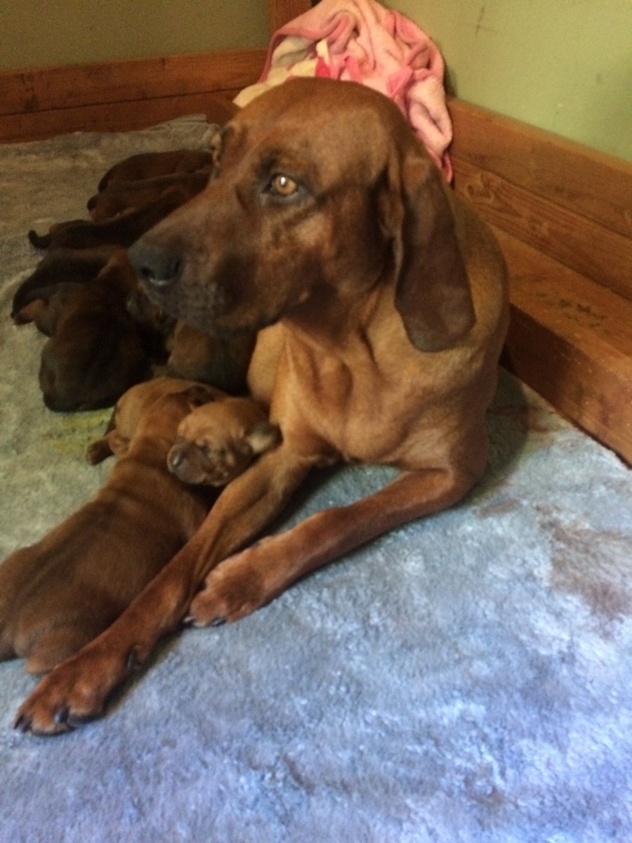 Redbone Coonhound Puppies For Sale | Ojai, CA #288356