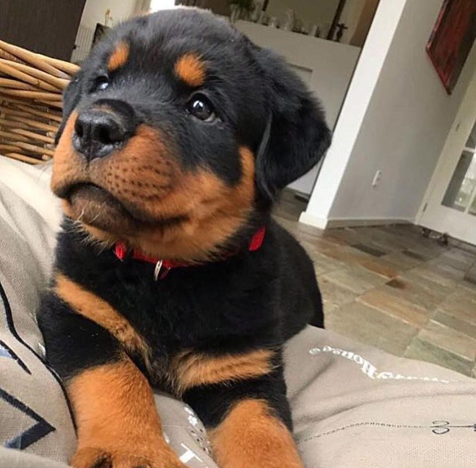 Rottweiler Puppies For Sale | California City, CA #425517