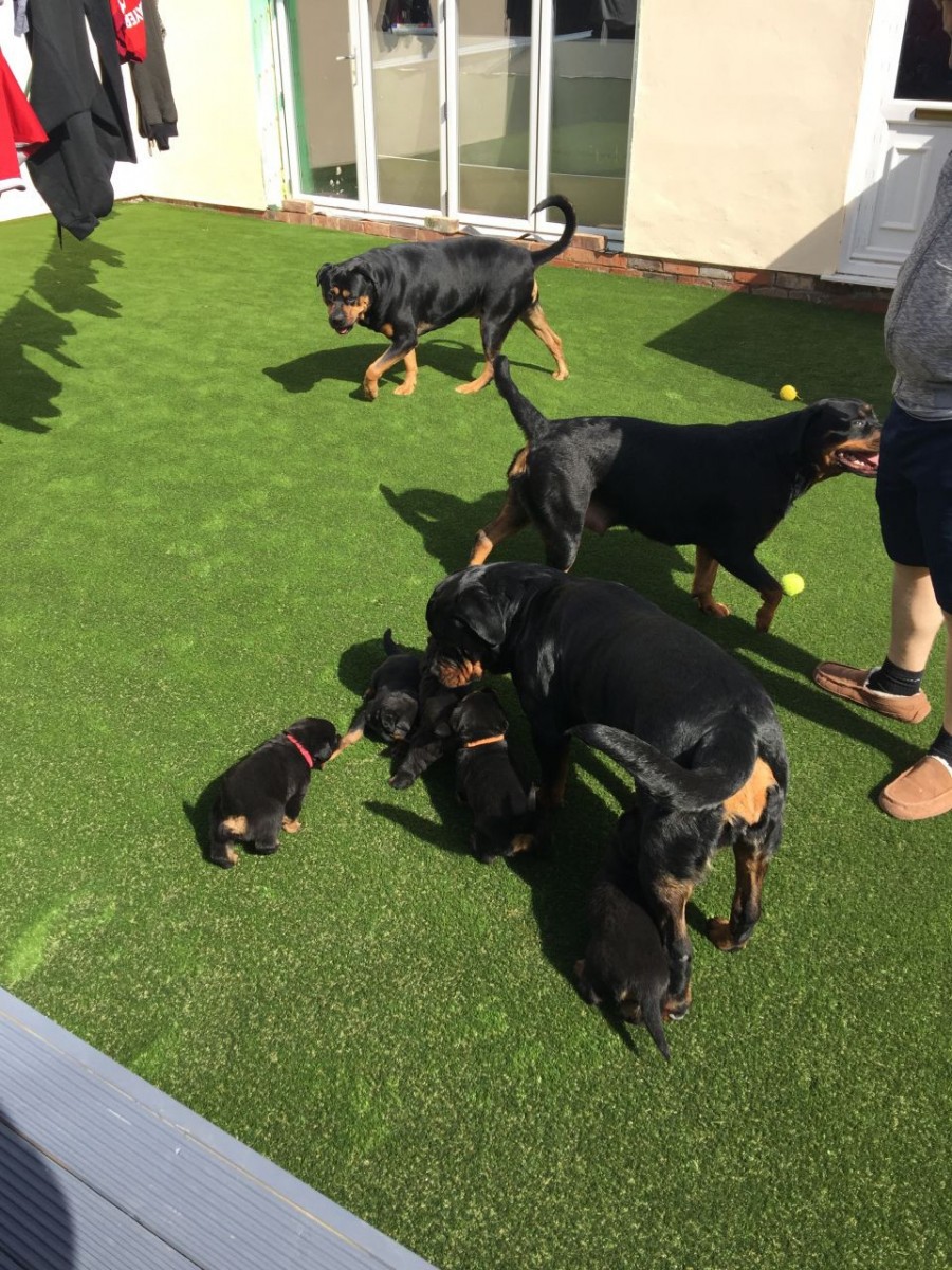 Rottweiler Puppies For Sale | Colorado Springs, CO #195064