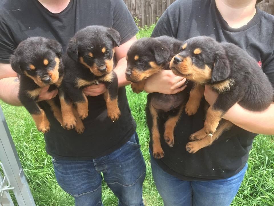 Rottweiler Puppies For Sale | Montréal-Nord, QC #216688