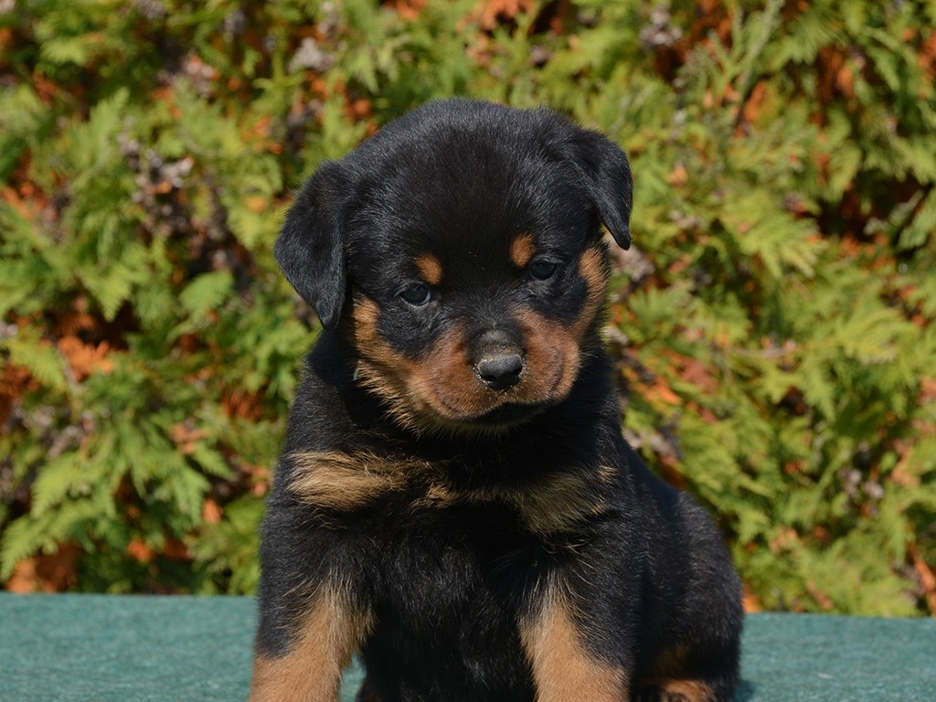 Rottweiler Puppies For Sale | California Street, CA #287769