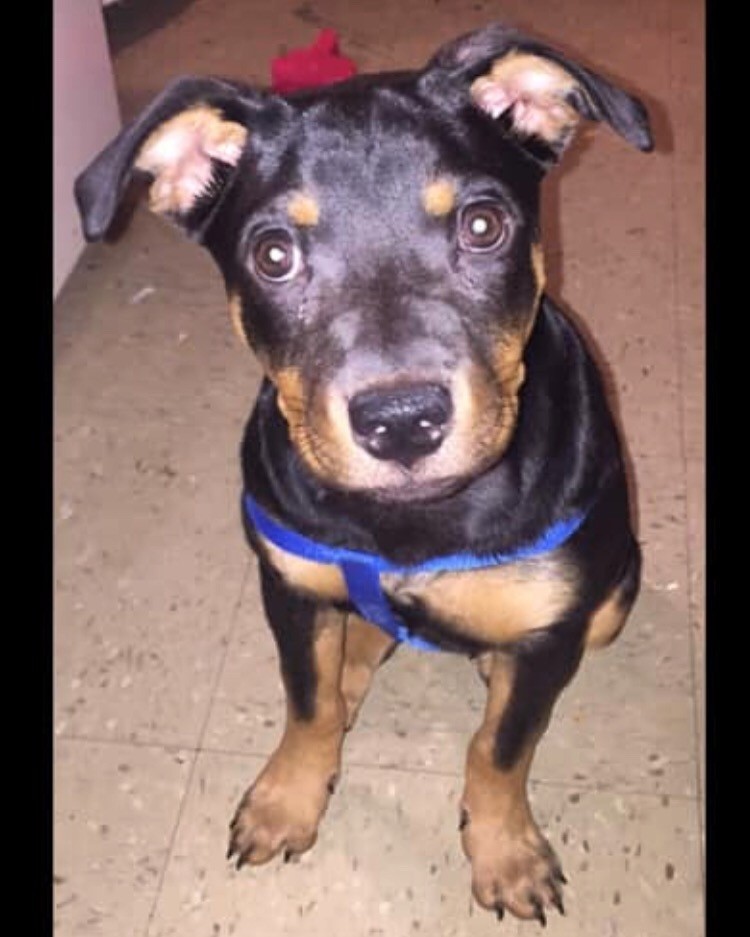 Rottweiler Puppies For Sale | The Bronx, NY #325489