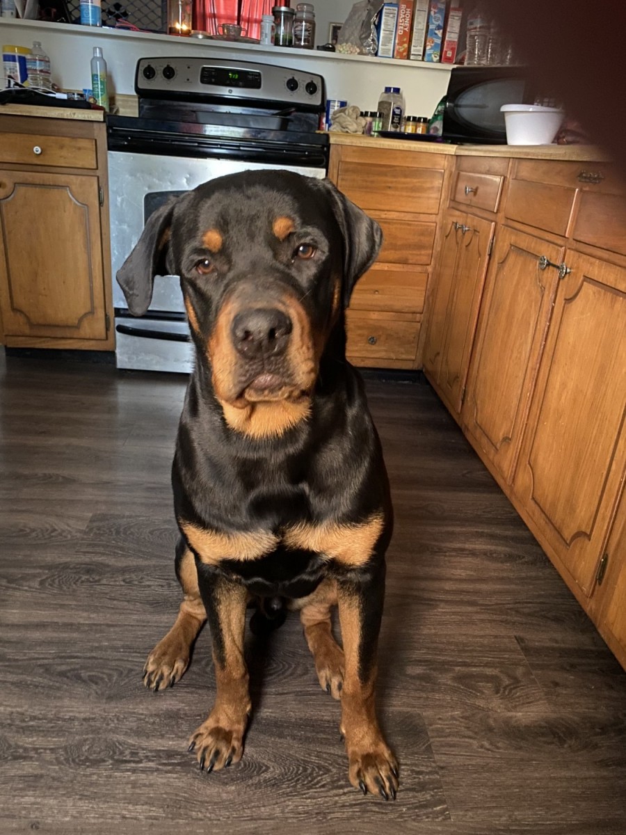 Rottweiler Puppies For Sale | Moundsville, WV #332980