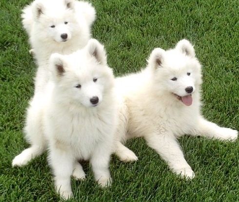 Samoyed Puppies For Sale | Houston, TX #159456 | Petzlover