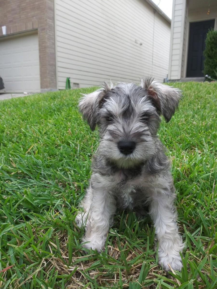 schnauzers for sale in texas