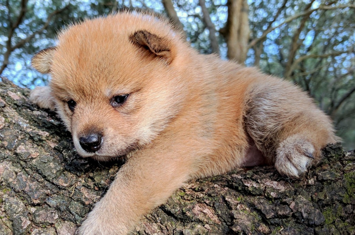 Shiba Inu Puppies For Sale | Savannah, GA #224859