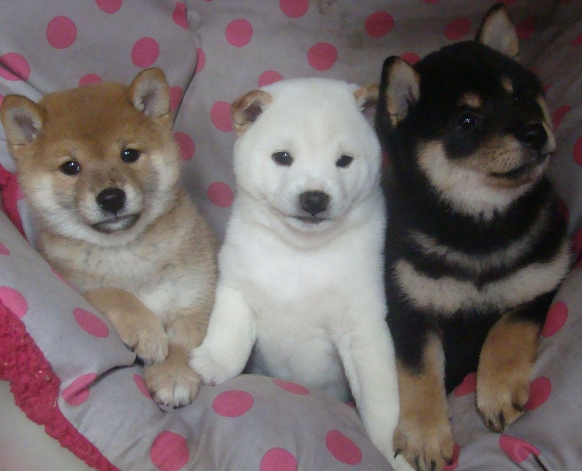 Black And Tan Shiba Inu Puppies For Sale Uk