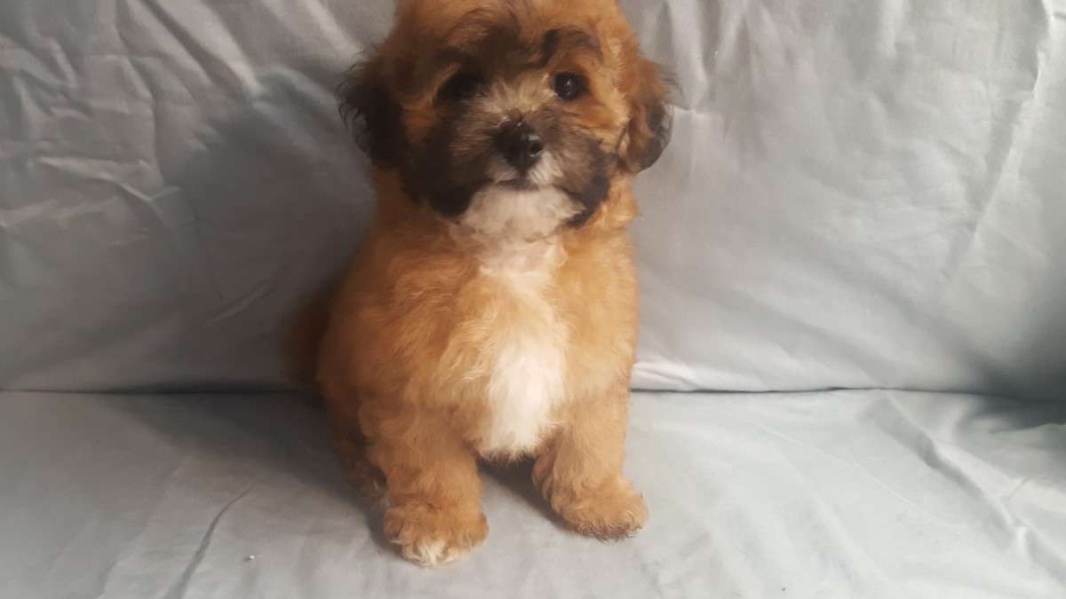 Shih-Poo Puppies For Sale | Canton, OH #227735 | Petzlover