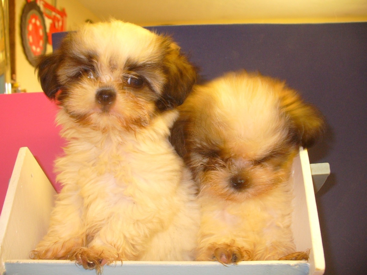 Shih Tzu Puppies For Sale Houston, TX 161351 Petzlover