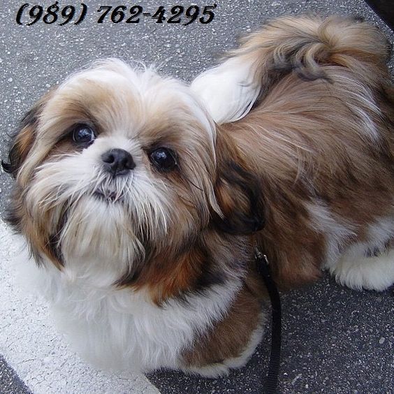 Shih Tzu Puppies For Sale Birmingham, AL 262743