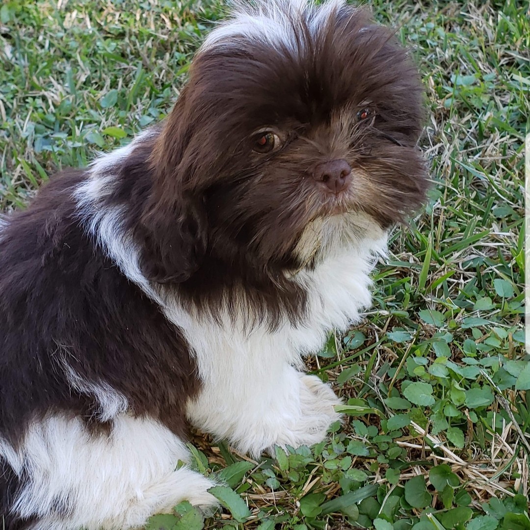 Shih Tzu Puppies For Sale Wilmington Nc 287260