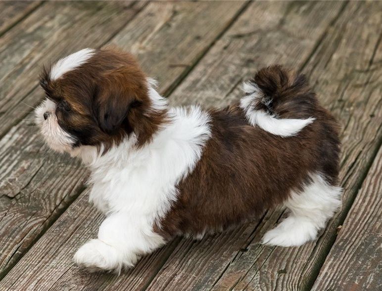 Shih Tzu Puppies For Sale Tennessee City, TN 326022