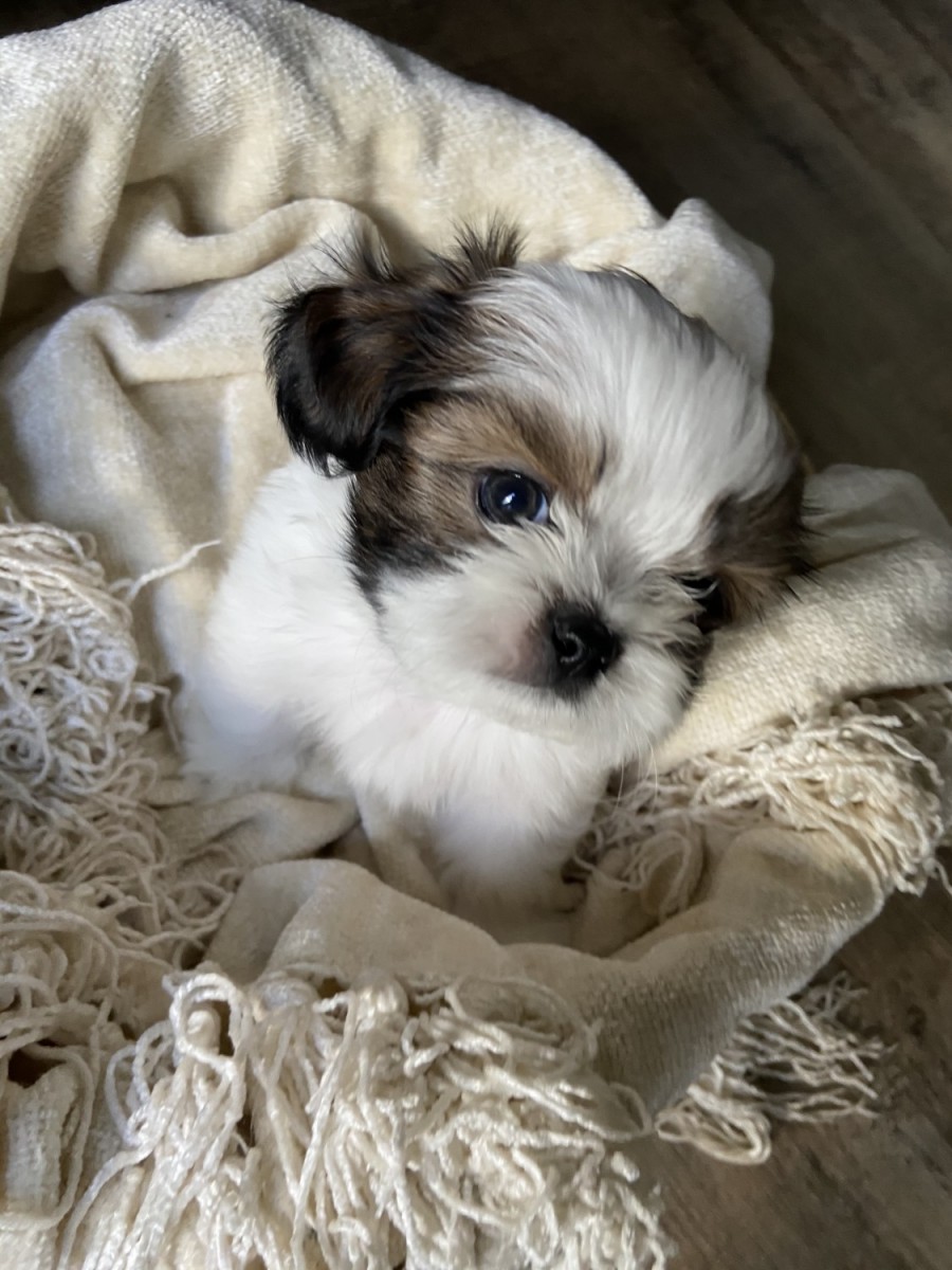 Shih Tzu Puppies For Sale | Carson City, NV #328074