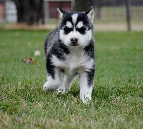 Siberian Husky Puppies For Sale | Jackson, MI #110135