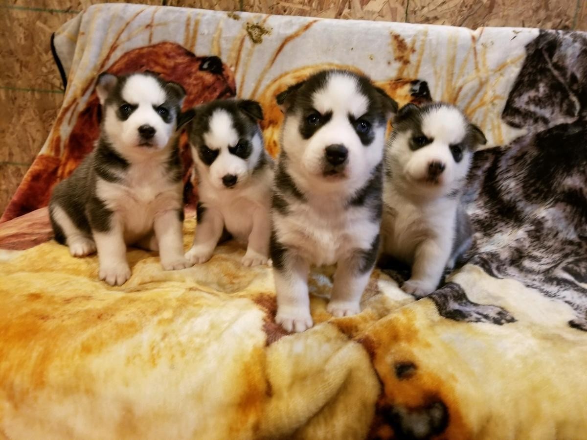 "Siberian Husky" Puppies For Sale | San Antonio, TX #268380