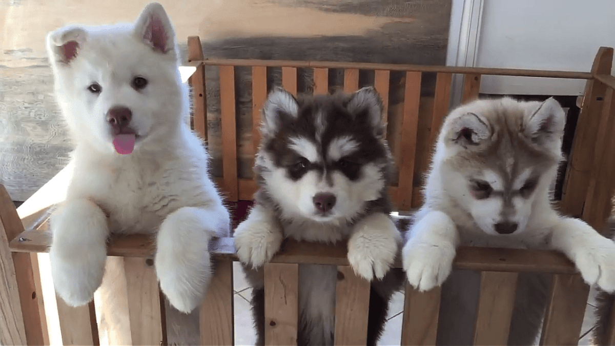 Siberian Husky Puppies For Sale | Dallas, TX #271100
