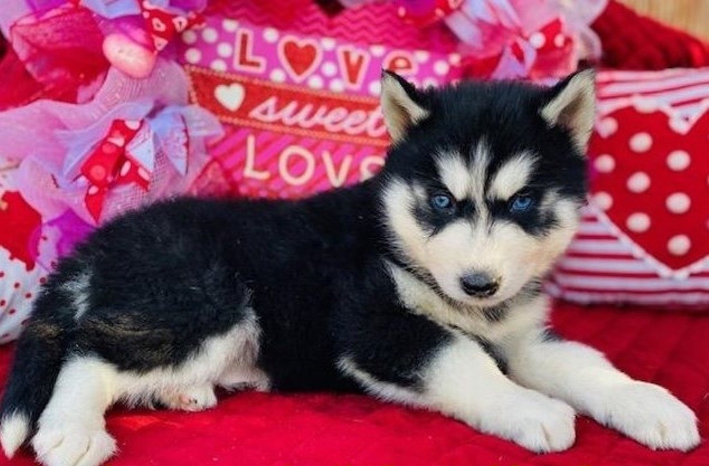 48 HQ Photos Husky Puppies For Sale Colorado - Kc registered siberian husky pup.s - Colorado Springs ...